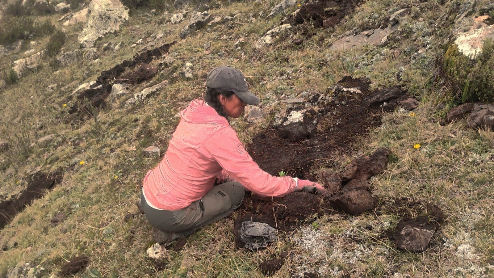 Person planting a seedling on an Andean slope