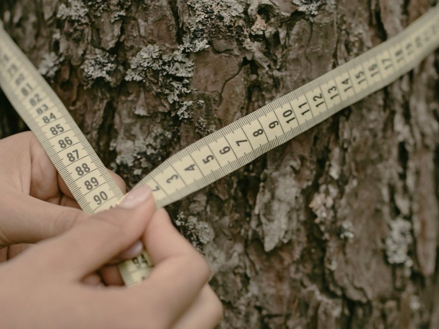 A hand holding a diameter tape around a lichen-covered trunk