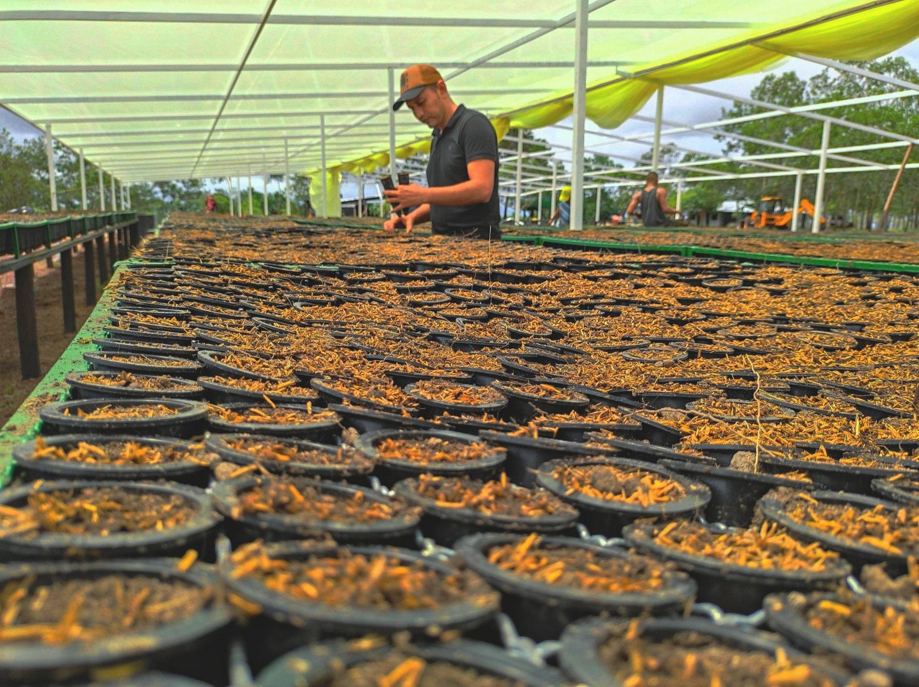Seedling trays organised under a nursery structure