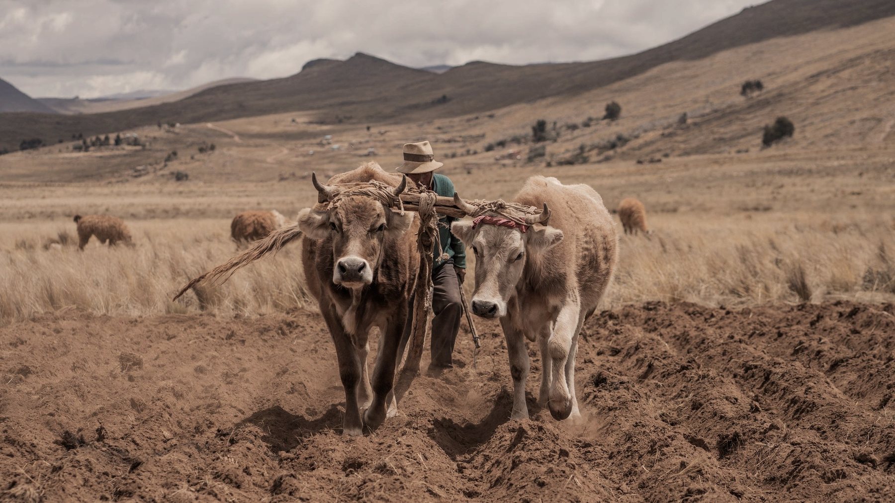 A farmer ploughing with oxen through dry golden highland grass