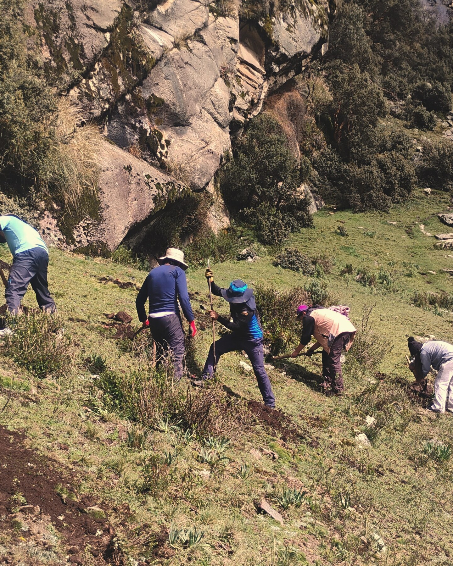 Community members planting native queñual trees on a high Andean slope in Llaca, Áncash, Peru